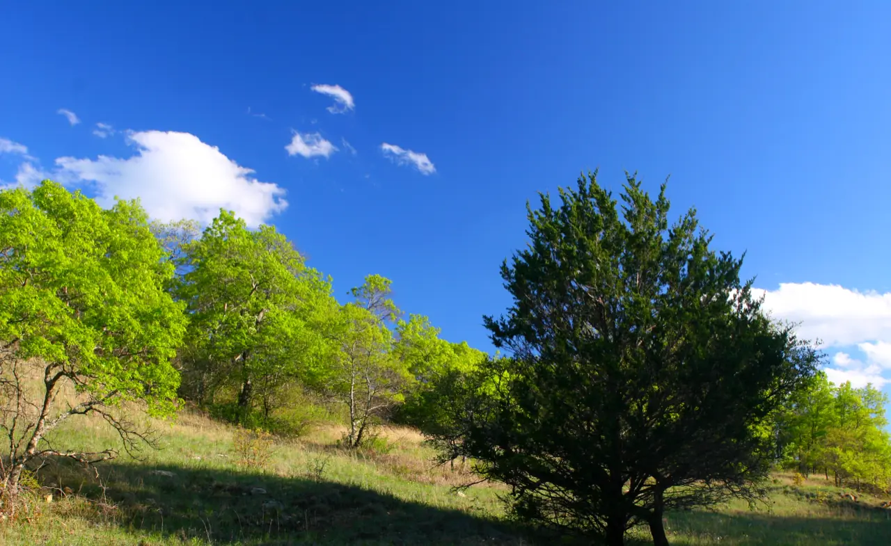 Oak trees on a hillside in the LBJ National Grassland, Wise County, Texas